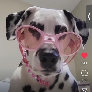 Meet your Posher, Bailey